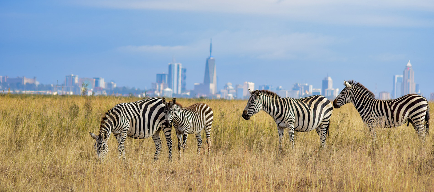Masai Mara – Nairobi (250 Km / 06 hrs)
