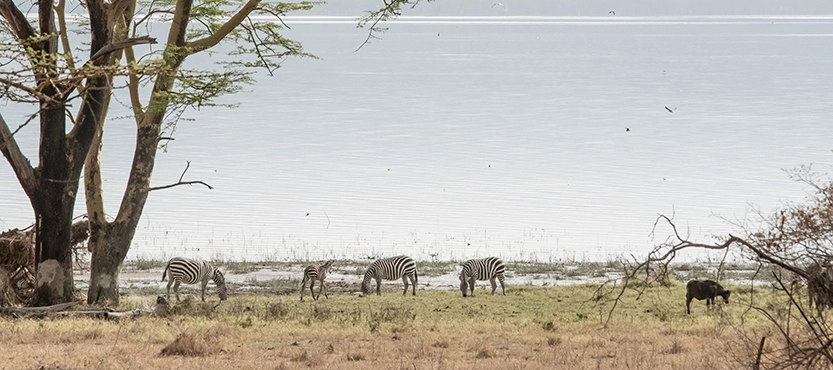 Drive to Masai Mara National Reserve from Lake Nakuru National Park
