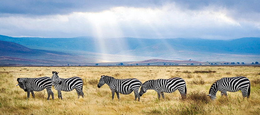 Masai Mara-Serengeti National Park (370km 7hrs drive)