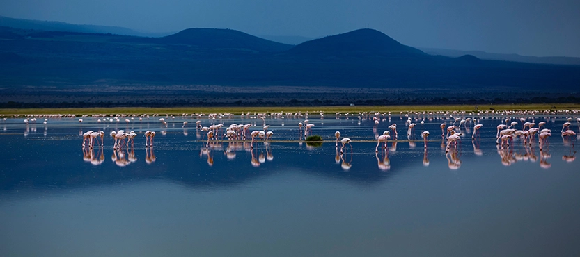 Lake Manyara-Amboseli National Park