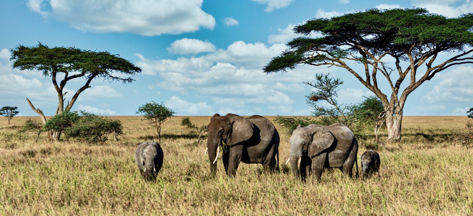 Serengeti National Park, Tanzania
