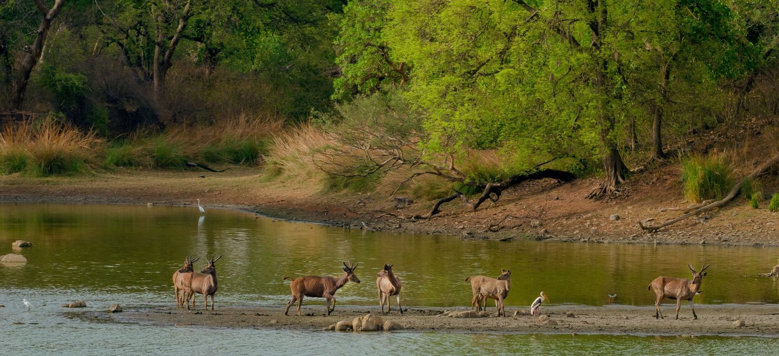 The Aberdares, Kenya
