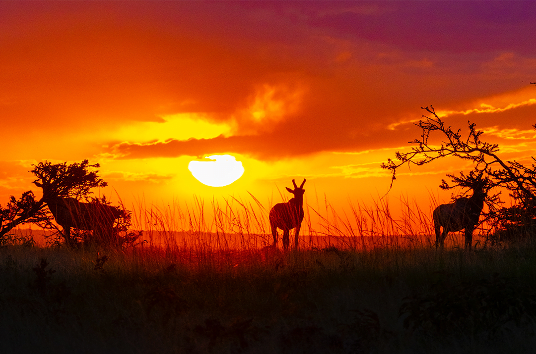 Explore The Exceptional Beauty Of African Wildlife!