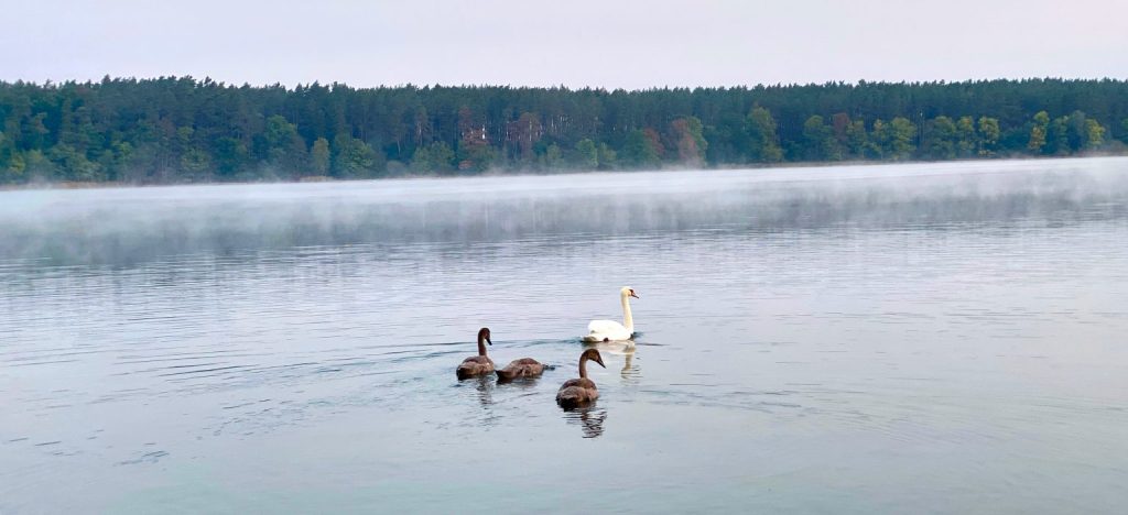 Group of Swans in the Finland river