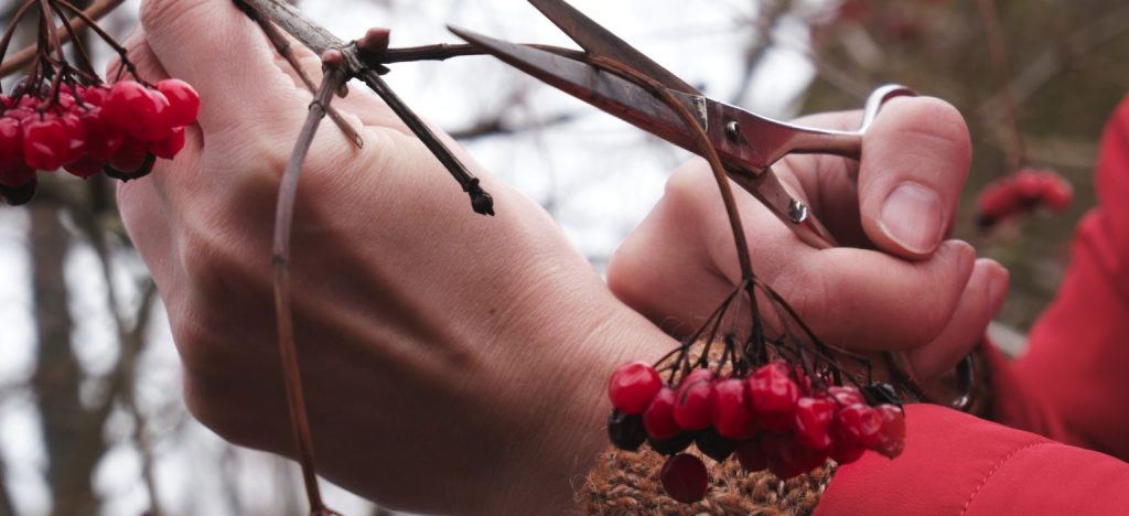 Cloudberries in Finland being harvested