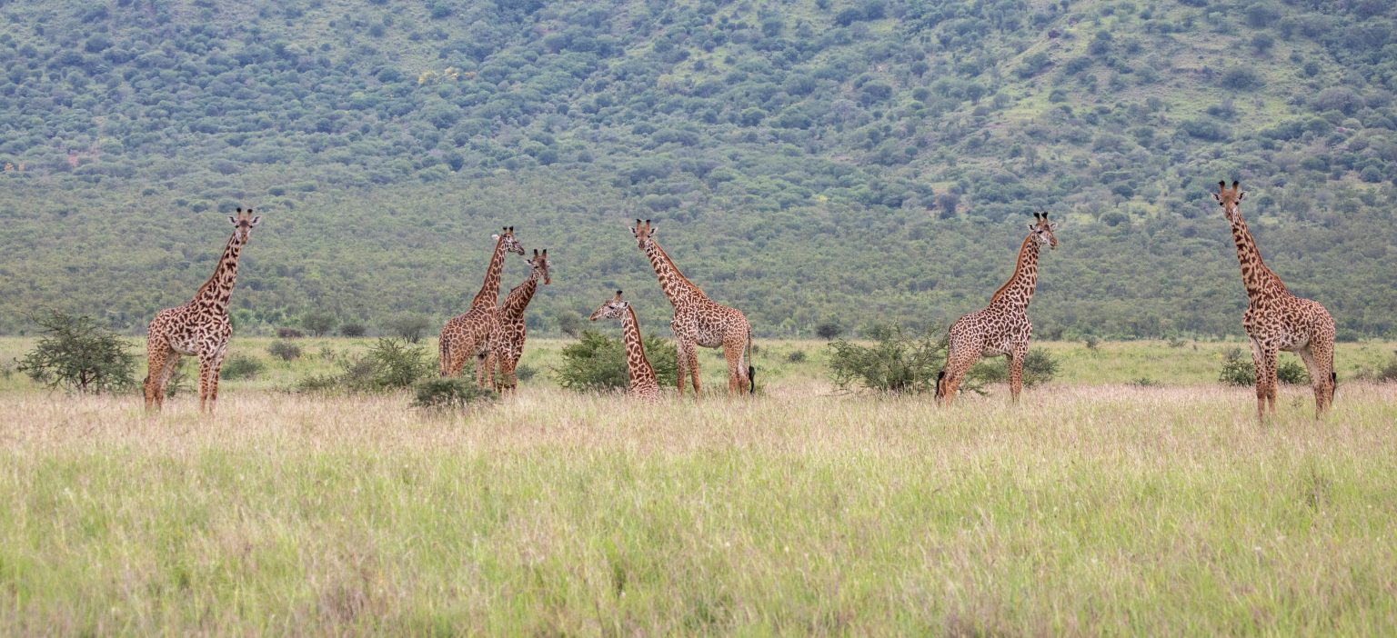 25 SEPT: MASAI MARA - NAIROBI