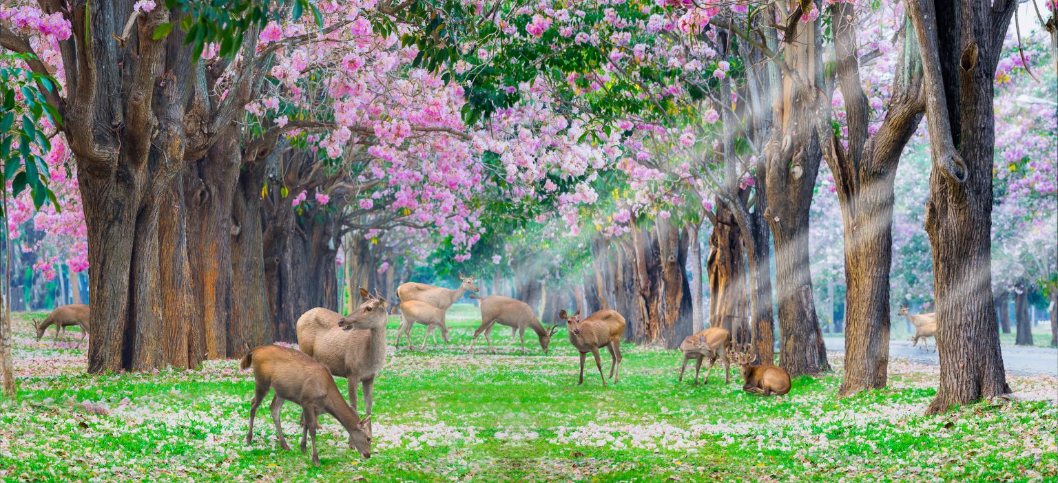 NARA DAY TRIP & OSAKA NIGHTLIFE