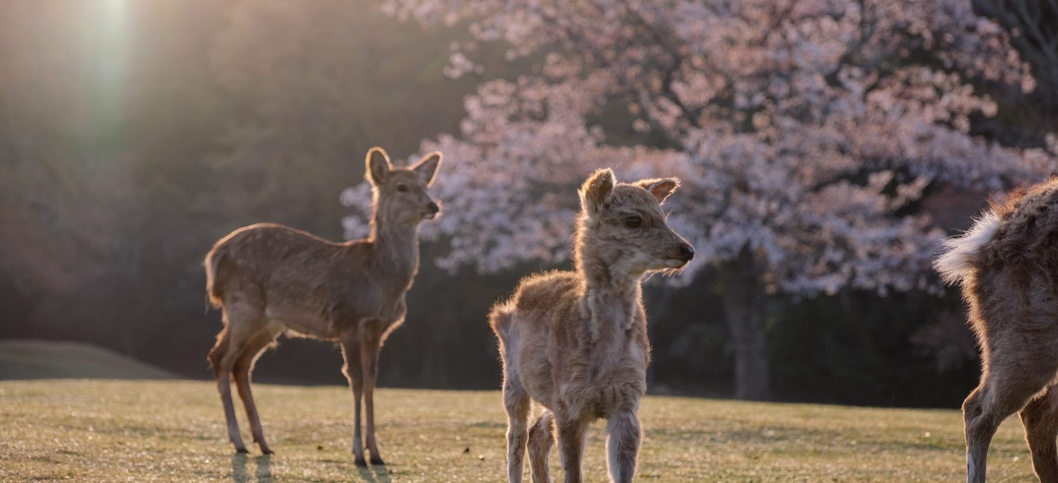 NARA & OSAKA HIGHLIGHTS - CULTURE & NIGHTLIFE