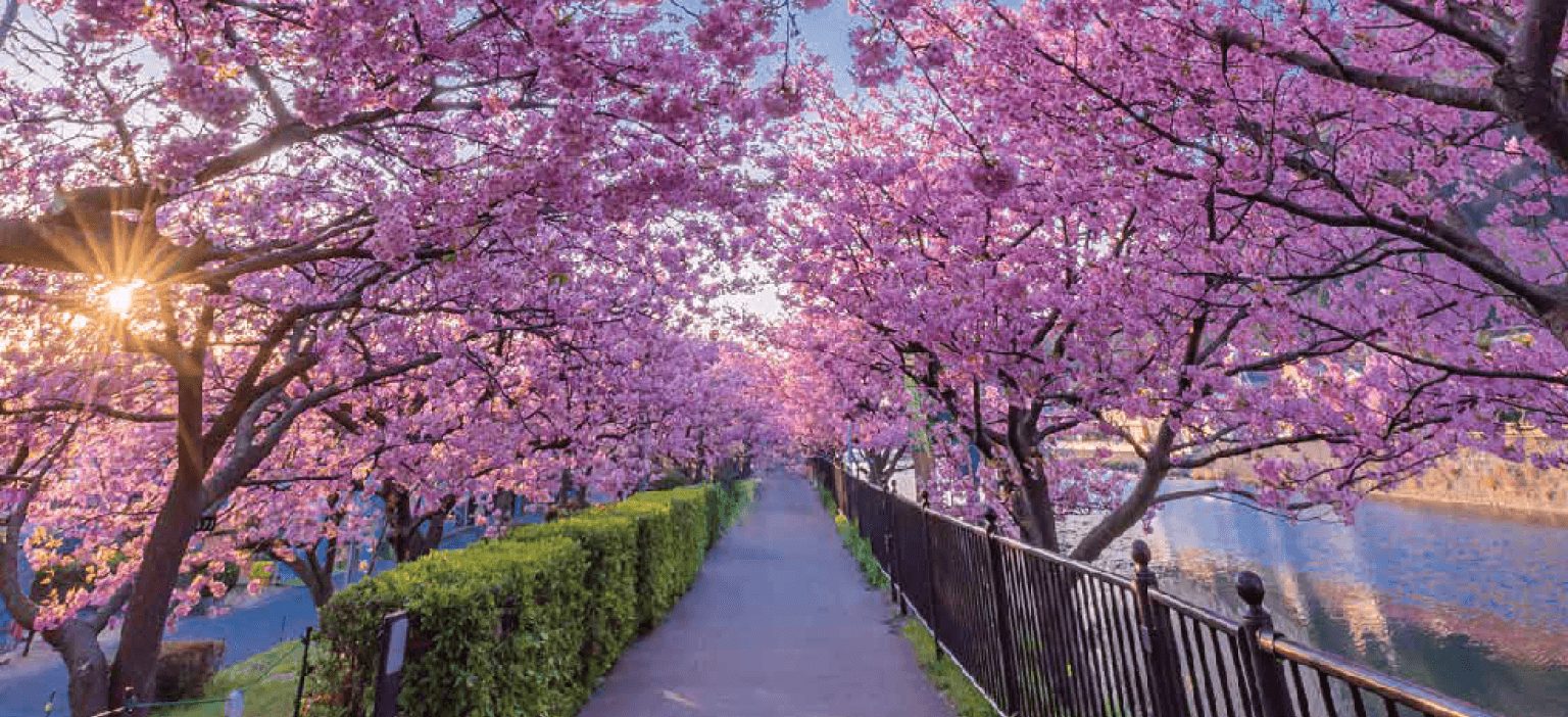 Day Trip to Shizuoka & Kawazu - Cherry Blossom Viewing