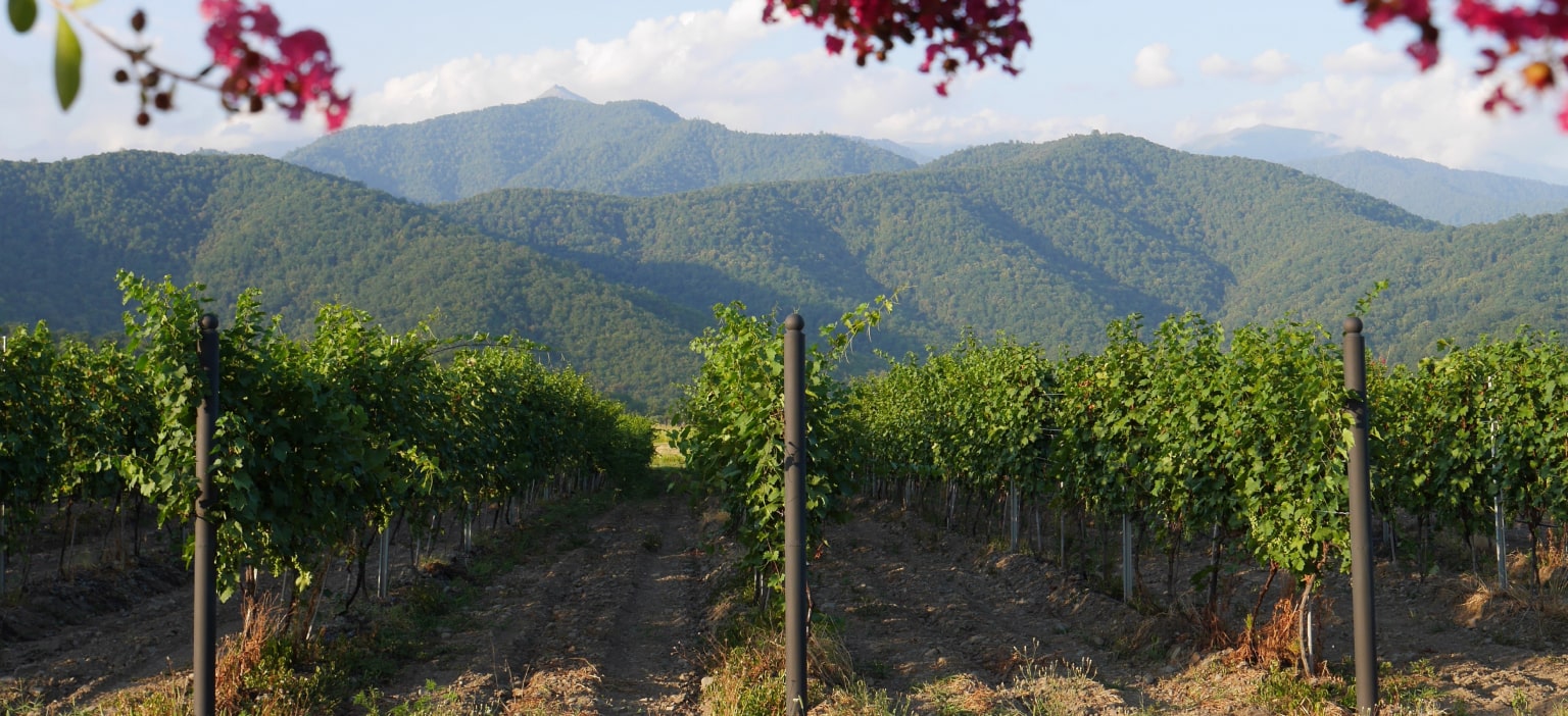 SIGNAGI & KAKHETI WINE REGION