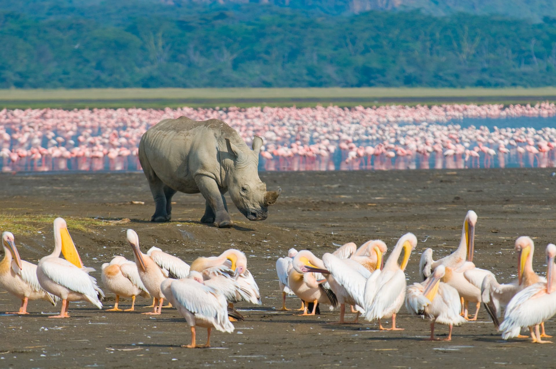 ELEMENTAITA – LAKE NAKURU NATIONAL PARK