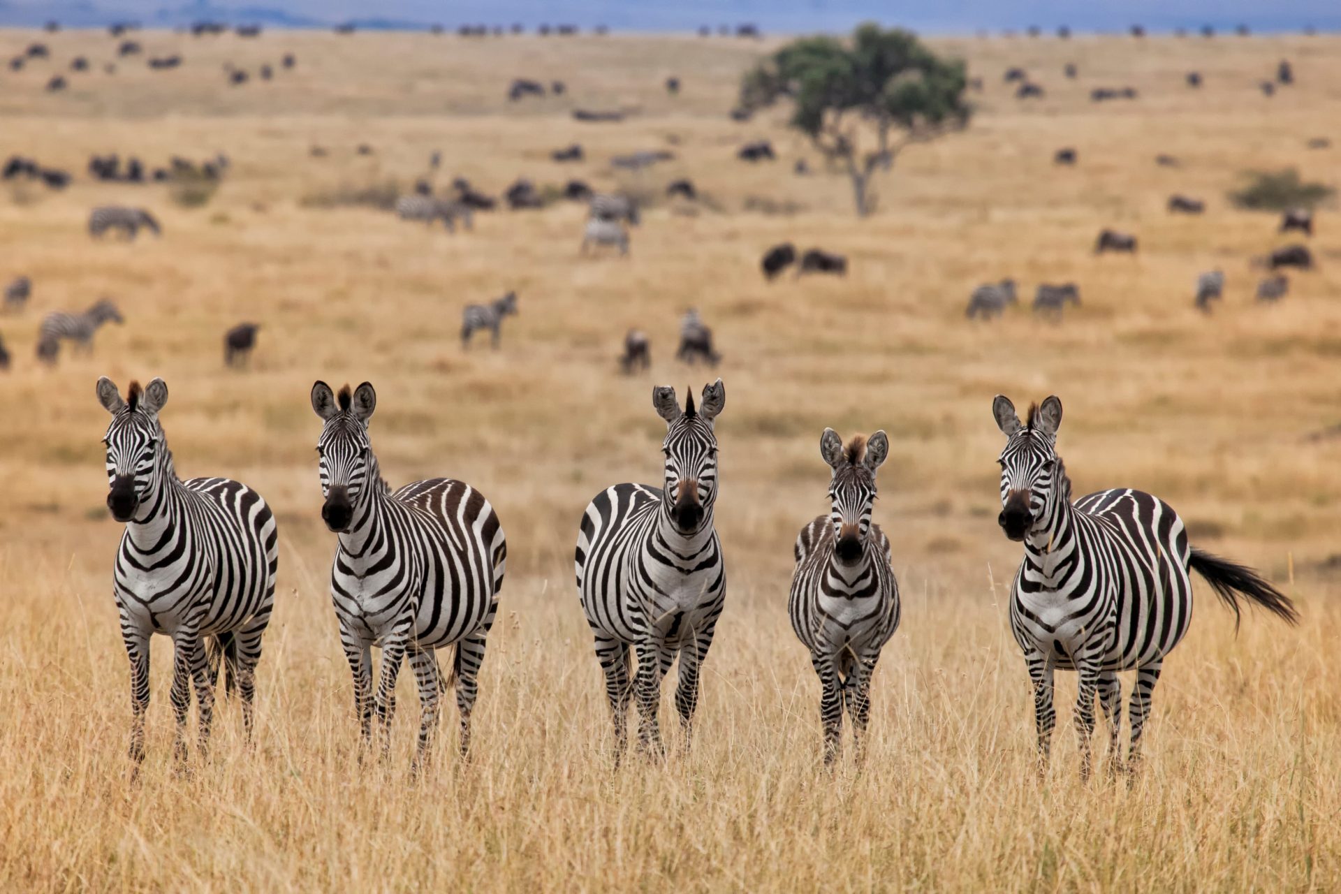 ELEMENTAITA – MASAI MARA NATIONAL RESERVE