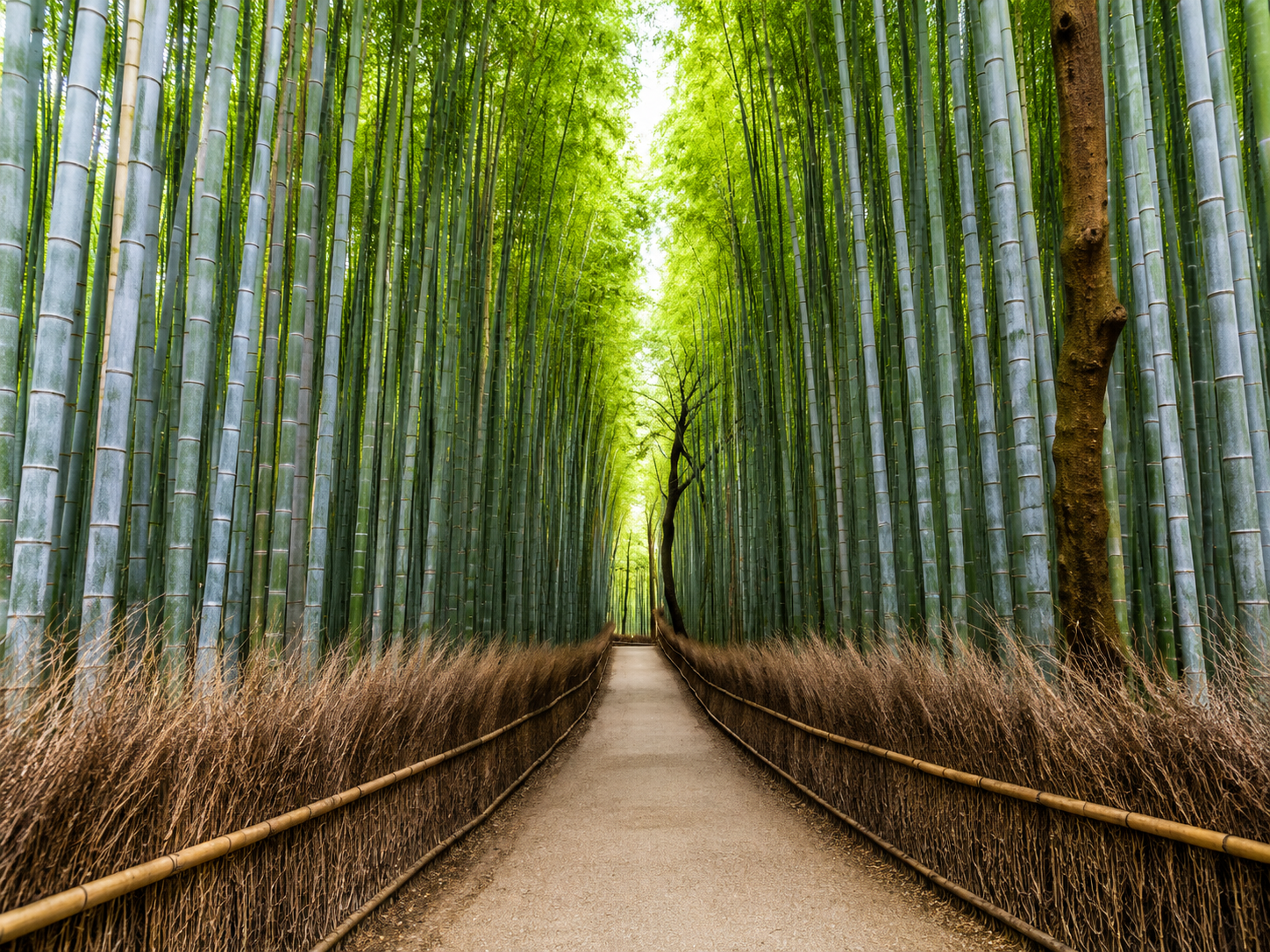 KYOTO & NARA EXCURSION