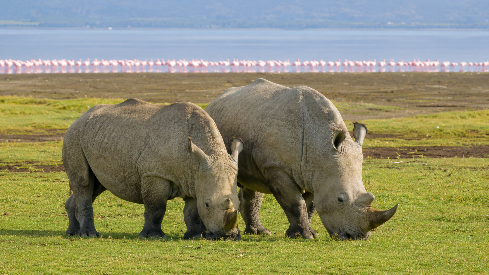 DAY 3: ELEMENTAITA – LAKE NAKURU NATIONAL PARK