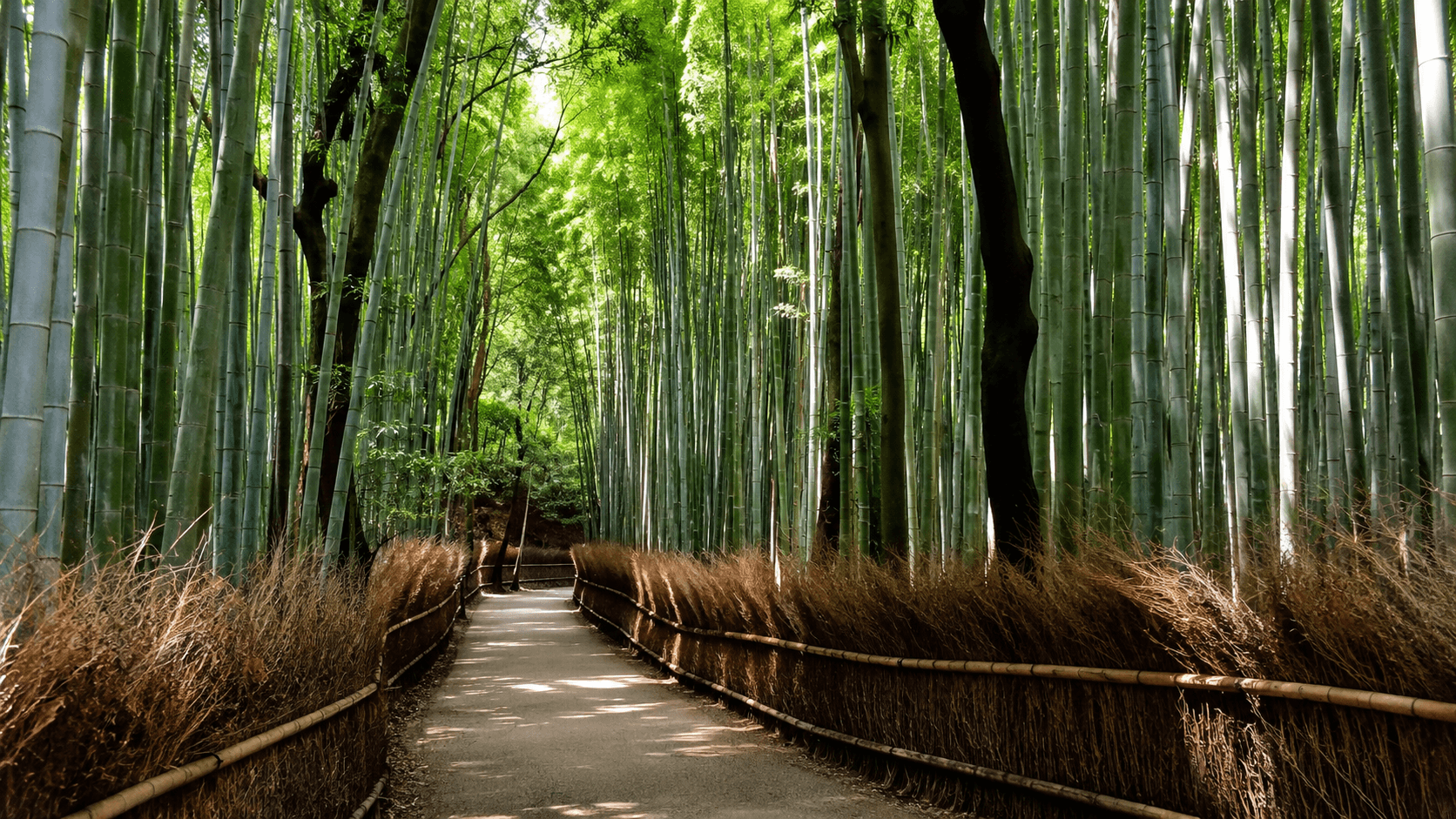 KYOTO’S CULTURAL GEMS & TRANSFER TO OSAKA
