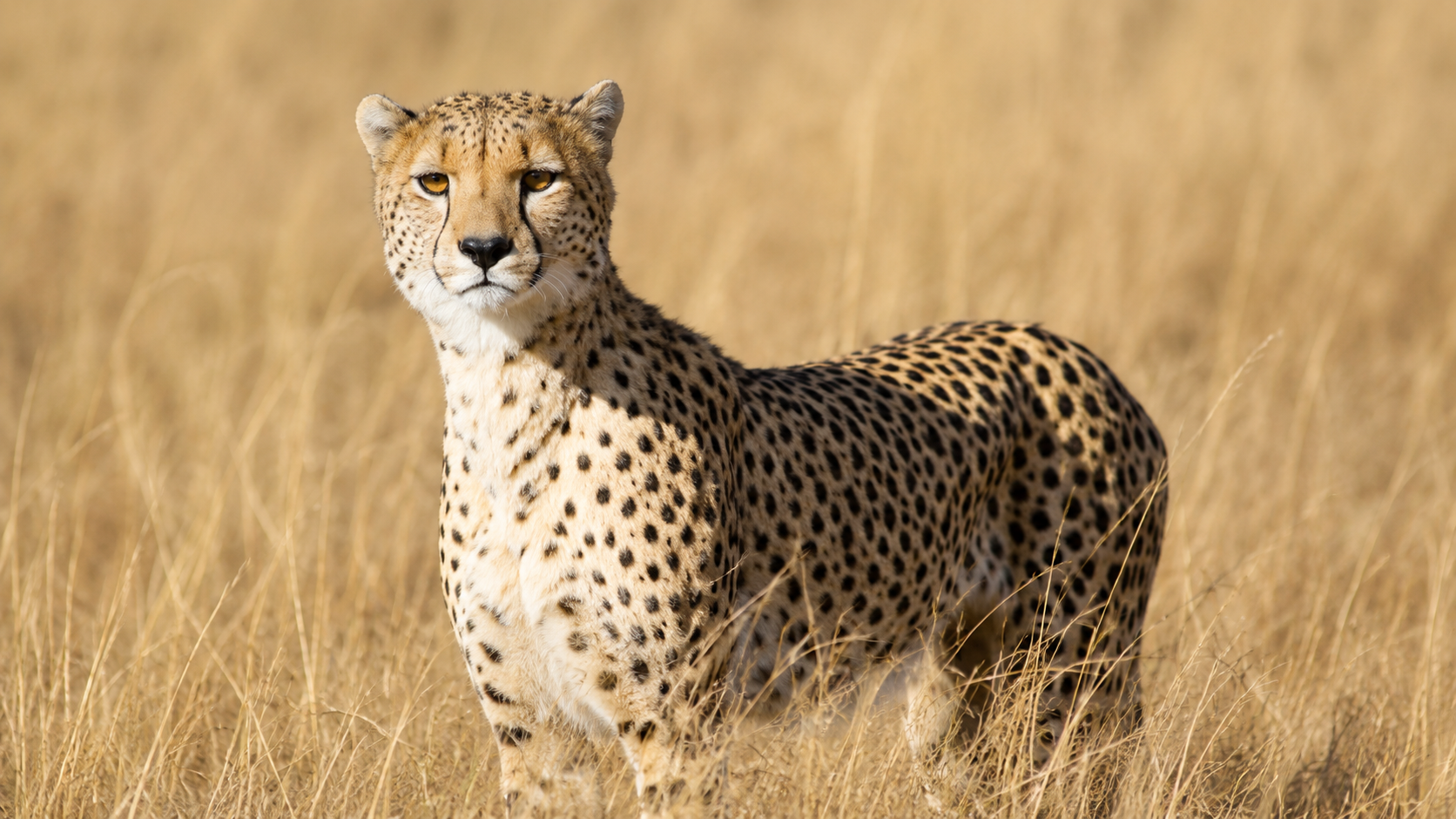 DAY 4: LAKE NAKURU – MASAI MARA NATIONAL RESERVE