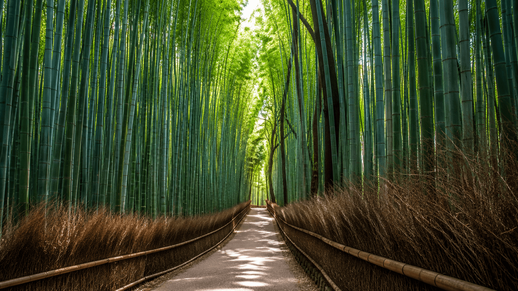 Kyoto – Nara SIC Tour