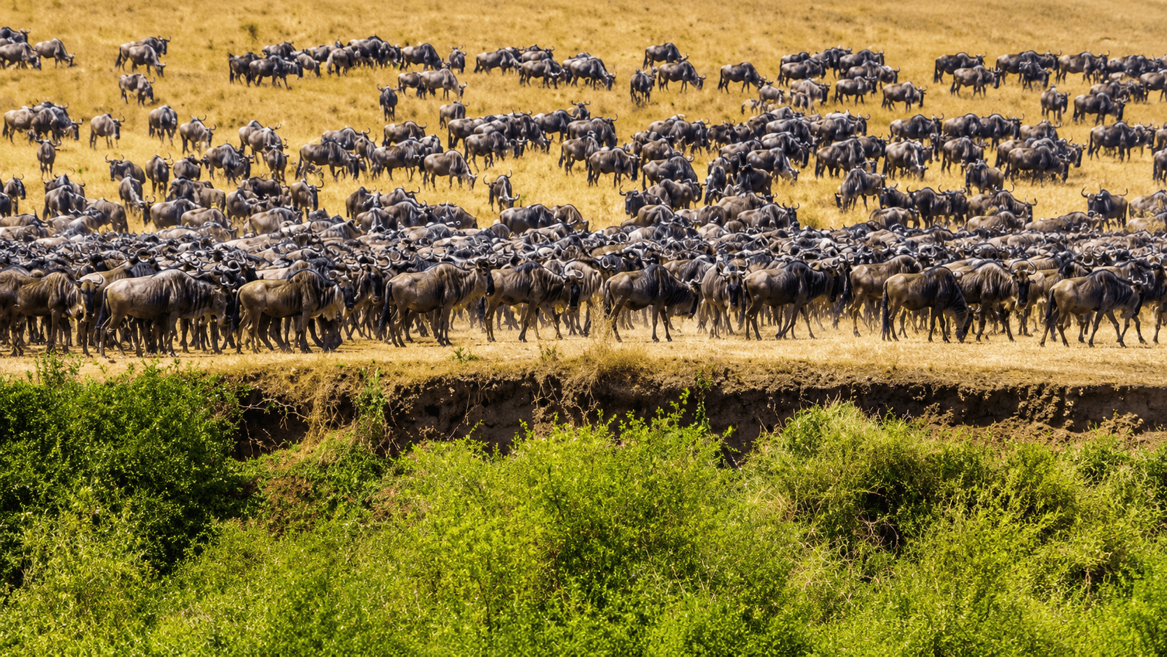 FULL-DAY SAFARI IN MASAI MARA